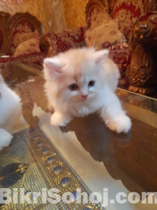 Pure persian cat
